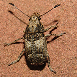 Phloeobius species